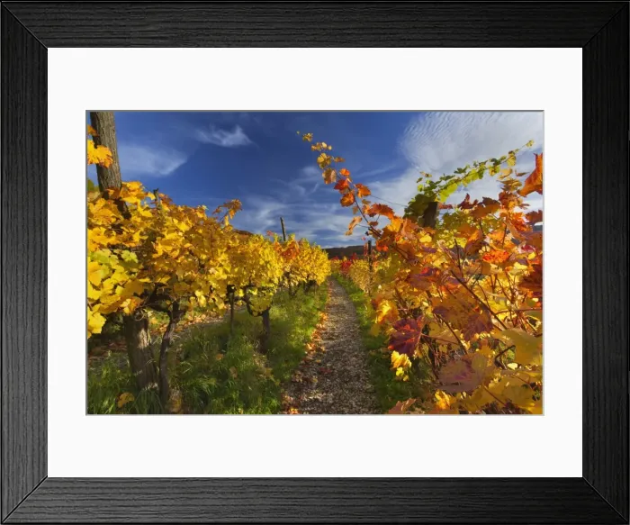 Framed Print : Picture No. 11050664 Framed Print : Picture No. 11050664