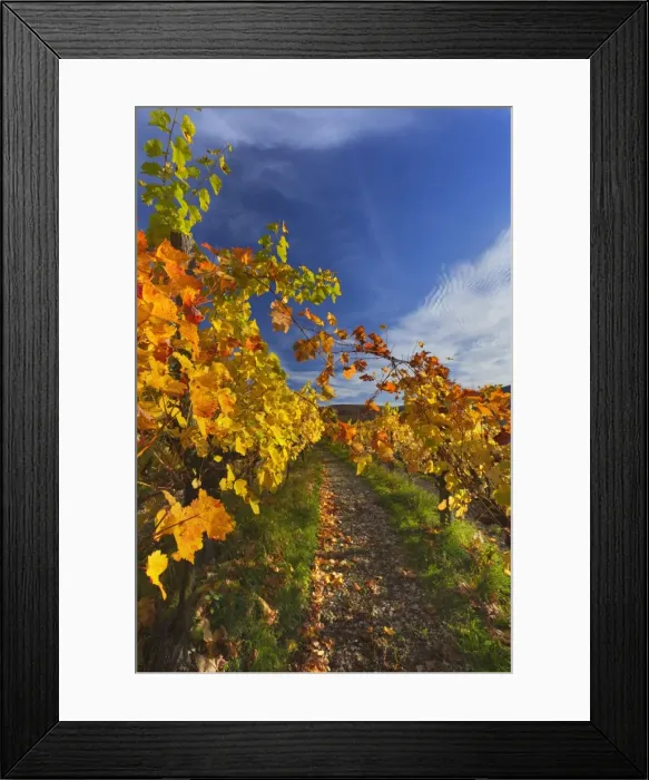 Framed Print : Picture No. 11050665 Framed Print : Picture No. 11050665