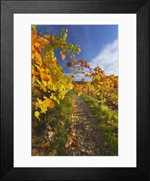 Framed Print : Picture No. 11050666 Framed Print : Picture No. 11050666