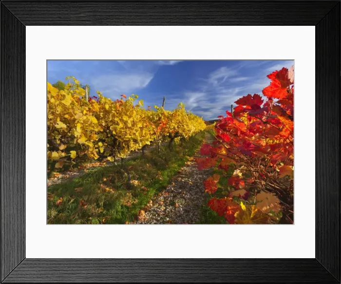 Framed Print : Picture No. 11050667 Framed Print : Picture No. 11050667