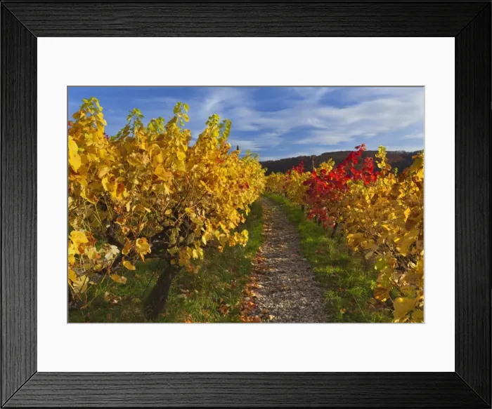 Framed Print : Picture No. 11050668 Framed Print : Picture No. 11050668