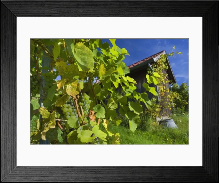 Framed Print : Picture No. 11050669 Framed Print : Picture No. 11050669