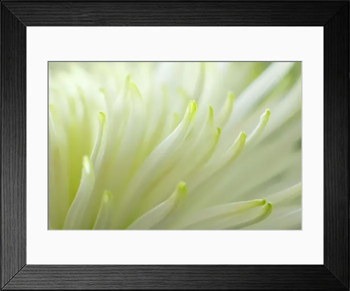 Framed Print : Picture No. 11050676 Framed Print : Picture No. 11050676