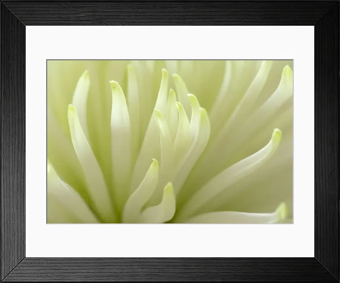 Framed Print : Picture No. 11050677 Framed Print : Picture No. 11050677