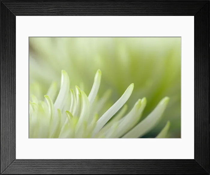 Framed Print : Picture No. 11050678 Framed Print : Picture No. 11050678