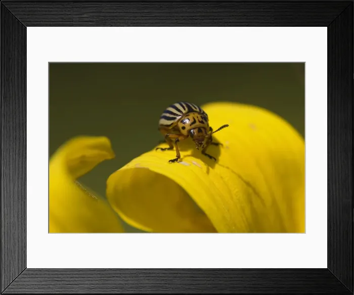 Framed Print : Picture No. 11050680 Framed Print : Picture No. 11050680