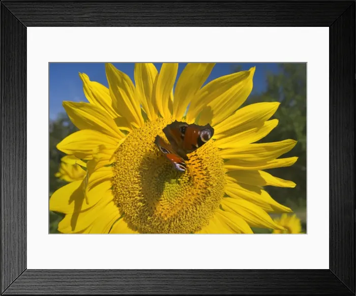 Framed Print : Picture No. 11050681 Framed Print : Picture No. 11050681
