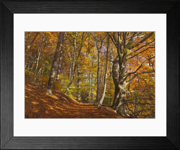 Framed Print : Picture No. 11050682 Framed Print : Picture No. 11050682