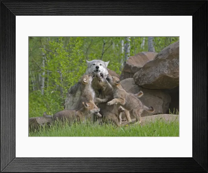 Framed Print : Picture No. 11050936 Framed Print : Picture No. 11050936