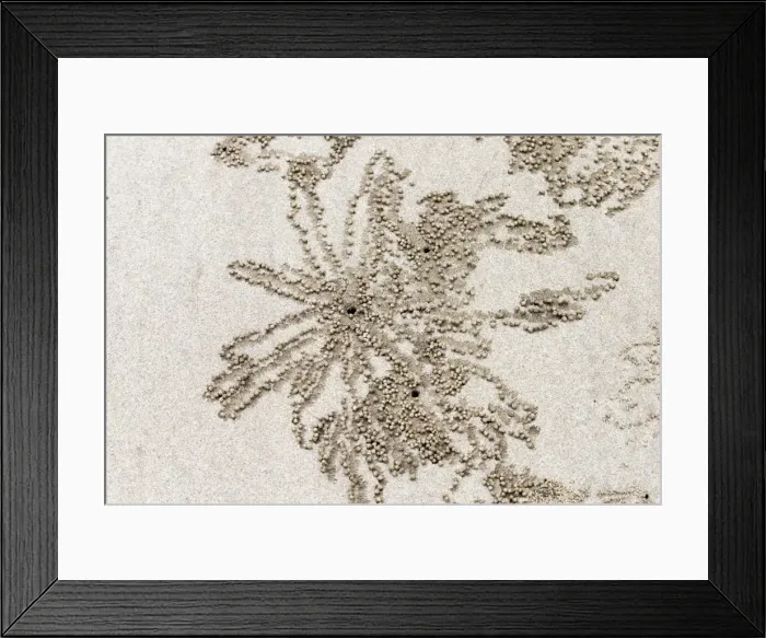 Framed Print : Picture No. 11050687