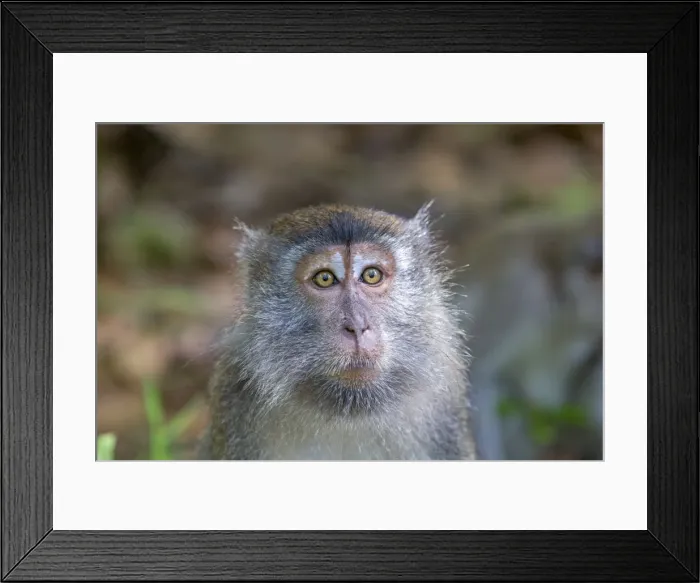 Framed Print : Picture No. 11050688 Framed Print : Picture No. 11050688