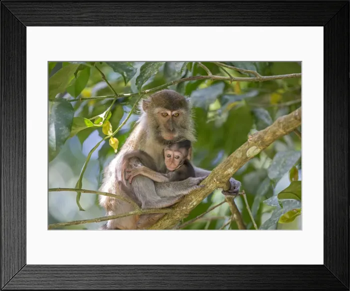 Framed Print : Picture No. 11050689 Framed Print : Picture No. 11050689