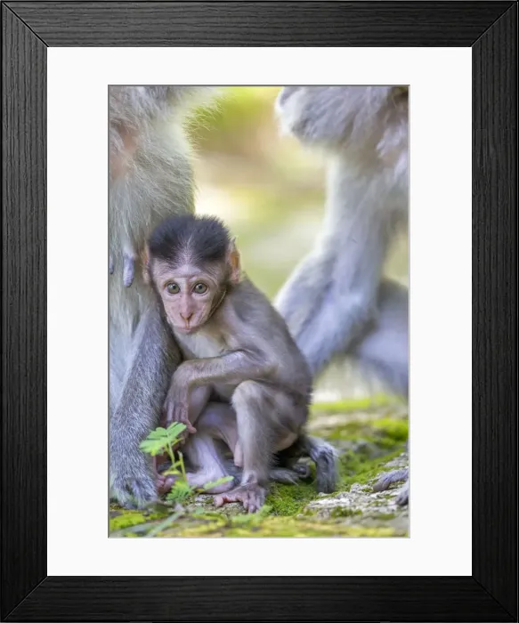 Framed Print : Picture No. 11050690 Framed Print : Picture No. 11050690