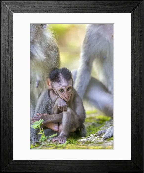 Framed Print : Picture No. 11050691 Framed Print : Picture No. 11050691