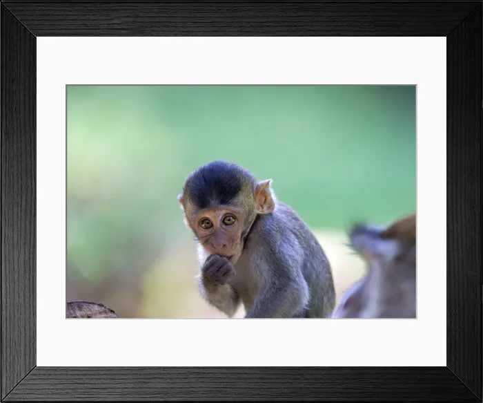 Framed Print : Picture No. 11050692 Framed Print : Picture No. 11050692