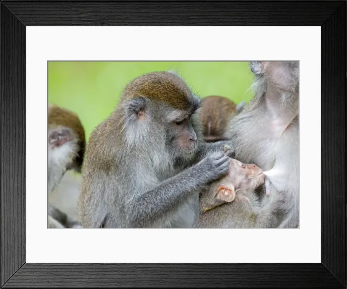 Framed Print : Picture No. 11050693 Framed Print : Picture No. 11050693