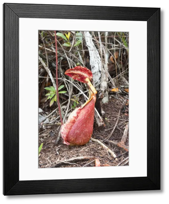 Framed Print : Picture No. 11049891 Framed Print : Picture No. 11049891