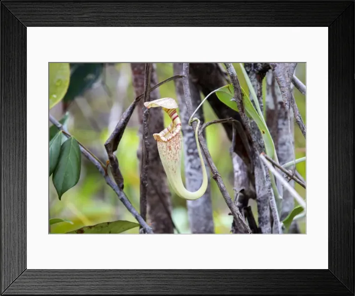 Framed Print : Picture No. 11049892 Framed Print : Picture No. 11049892