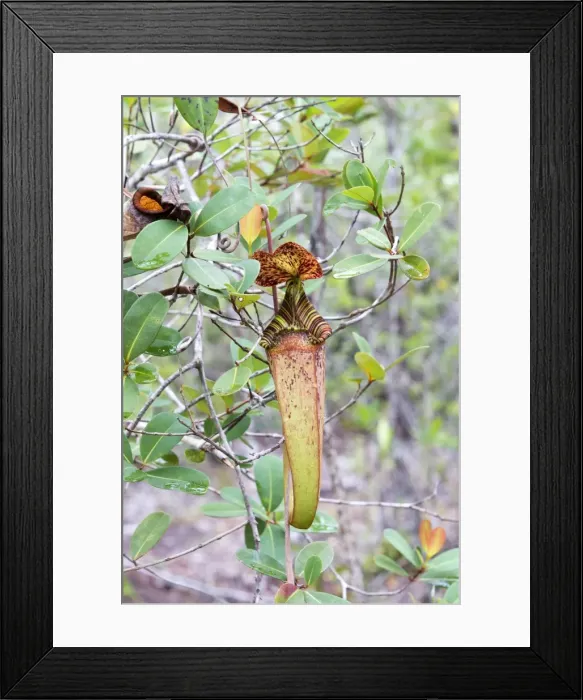 Framed Print : Picture No. 11049893 Framed Print : Picture No. 11049893