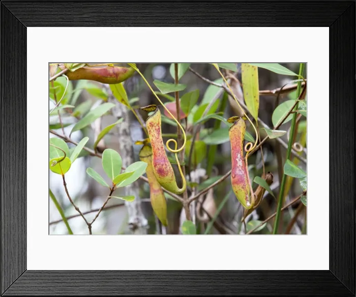 Framed Print : Picture No. 11049894 Framed Print : Picture No. 11049894