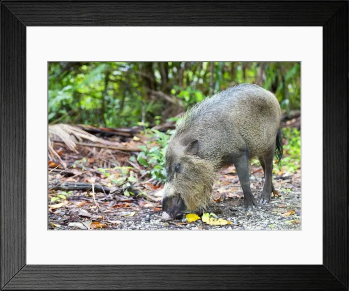 Framed Print : Picture No. 11049898 Framed Print : Picture No. 11049898