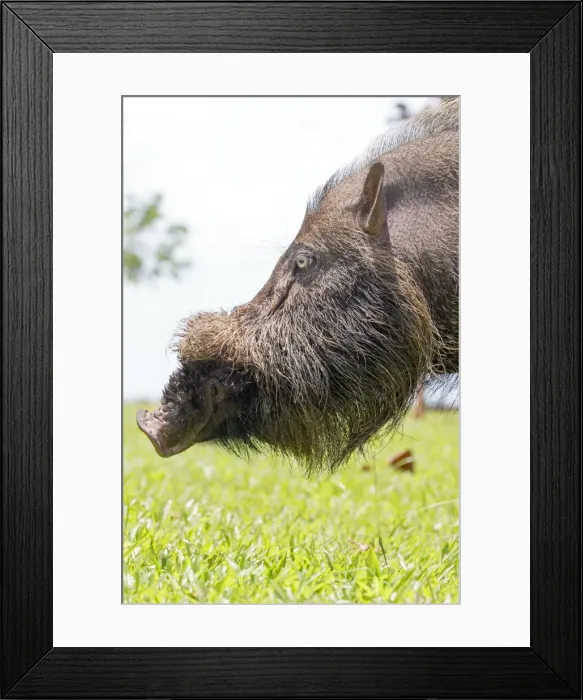 Framed Print : Picture No. 11049899 Framed Print : Picture No. 11049899