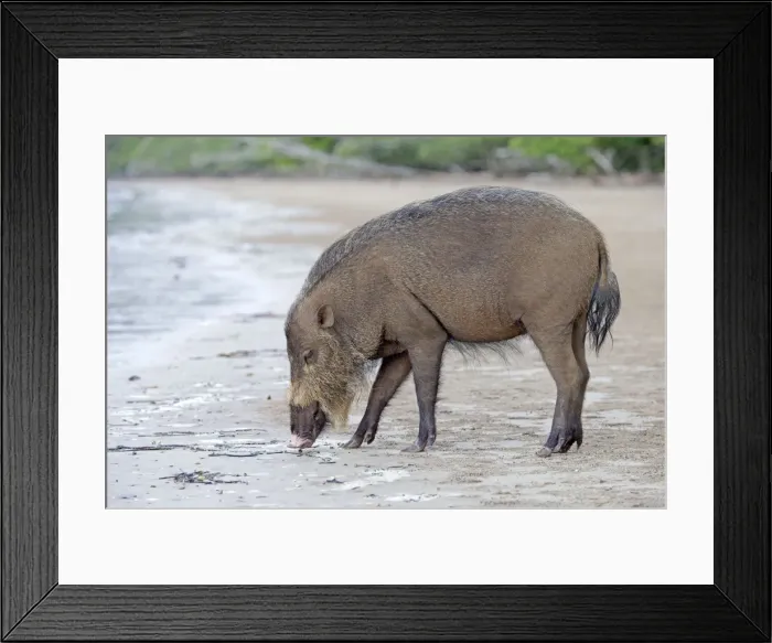 Framed Print : Picture No. 11049900 Framed Print : Picture No. 11049900