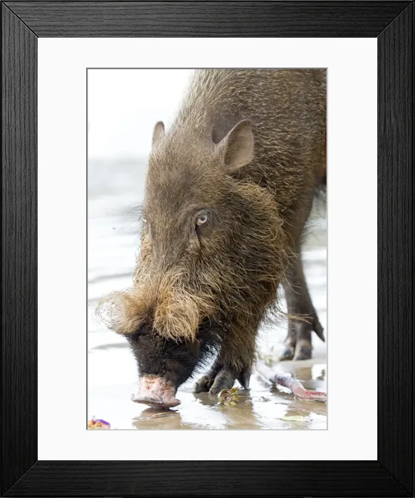 Framed Print : Picture No. 11049901 Framed Print : Picture No. 11049901