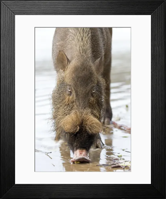 Framed Print : Picture No. 11049902 Framed Print : Picture No. 11049902