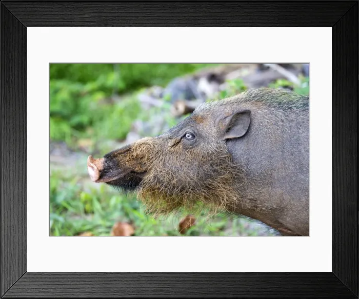 Framed Print : Picture No. 11049903 Framed Print : Picture No. 11049903