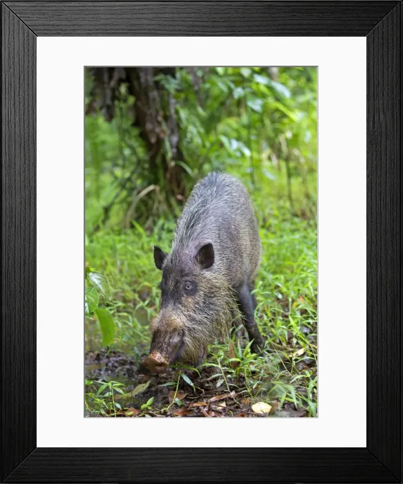Framed Print : Picture No. 11049904 Framed Print : Picture No. 11049904