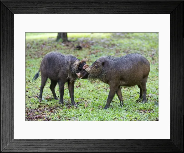 Framed Print : Picture No. 11049905 Framed Print : Picture No. 11049905