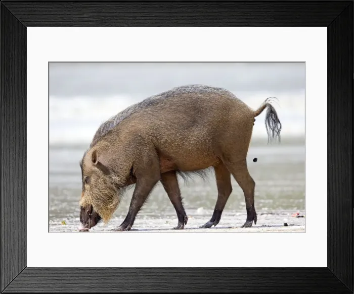 Framed Print : Picture No. 11049906 Framed Print : Picture No. 11049906
