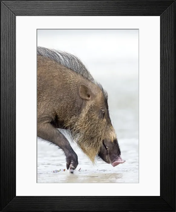 Framed Print : Picture No. 11049907 Framed Print : Picture No. 11049907