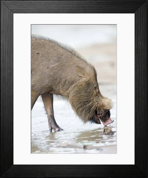 Framed Print : Picture No. 11049908 Framed Print : Picture No. 11049908