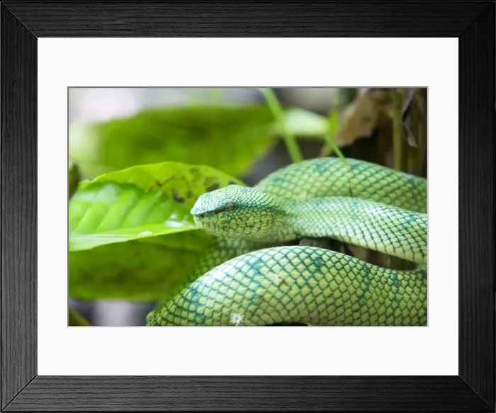 Framed Print : Picture No. 11049909 Framed Print : Picture No. 11049909