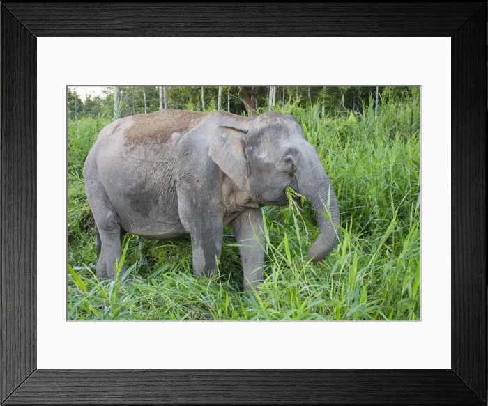 Framed Print : Picture No. 11049913 Framed Print : Picture No. 11049913