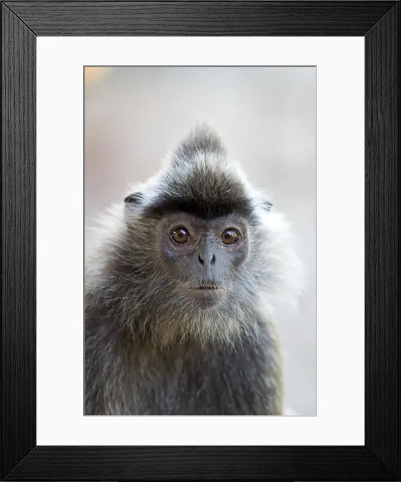 Framed Print : Picture No. 11049914 Framed Print : Picture No. 11049914