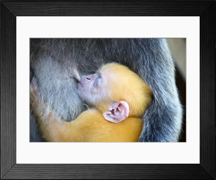 Framed Print : Picture No. 11049915 Framed Print : Picture No. 11049915