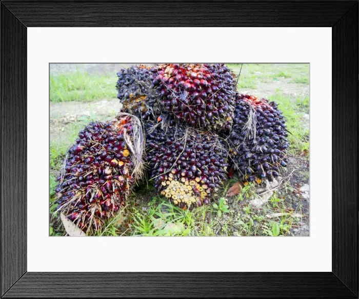 Framed Print : Picture No. 11049918 Framed Print : Picture No. 11049918