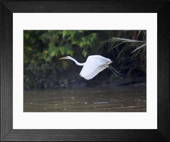 Framed Print : Picture No. 11049921 Framed Print : Picture No. 11049921