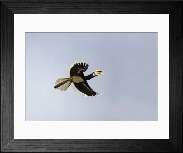Framed Print : Picture No. 11049922 Framed Print : Picture No. 11049922