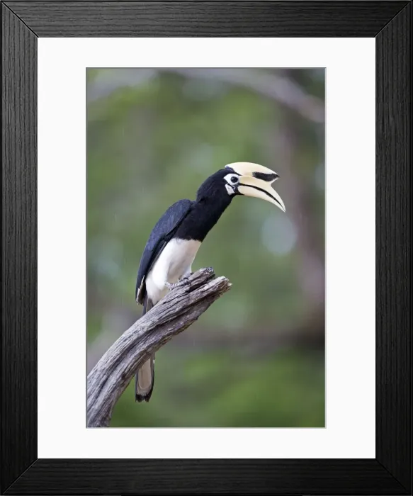 Framed Print : Picture No. 11049923 Framed Print : Picture No. 11049923