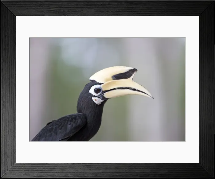 Framed Print : Picture No. 11049924 Framed Print : Picture No. 11049924