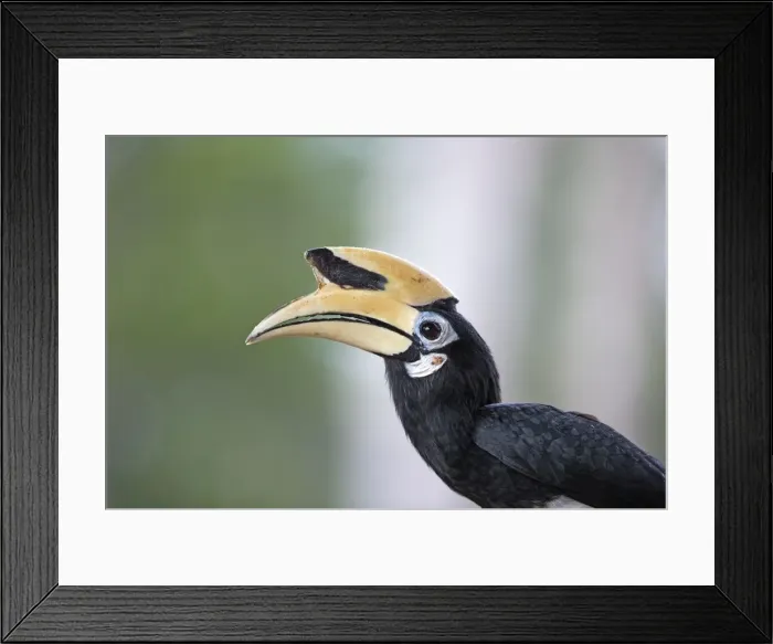 Framed Print : Picture No. 11049925 Framed Print : Picture No. 11049925