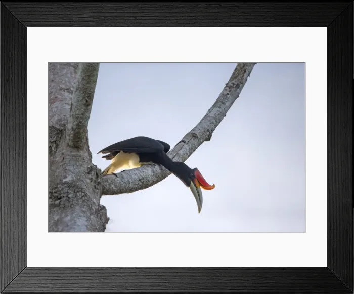 Framed Print : Picture No. 11049926 Framed Print : Picture No. 11049926