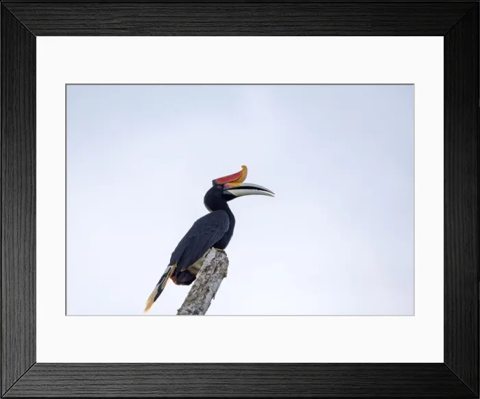 Framed Print : Picture No. 11049927 Framed Print : Picture No. 11049927