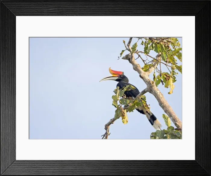 Framed Print : Picture No. 11049928 Framed Print : Picture No. 11049928