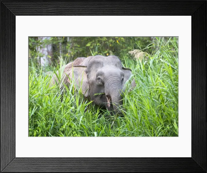 Framed Print : Picture No. 11049929 Framed Print : Picture No. 11049929