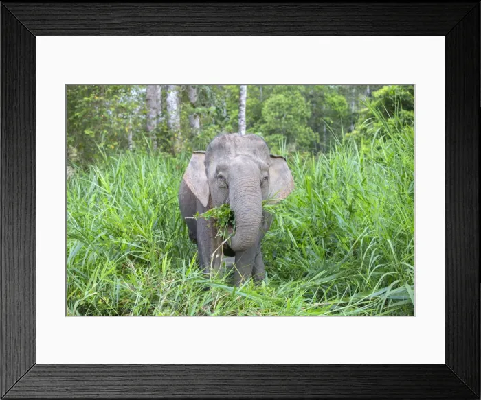 Framed Print : Picture No. 11049930 Framed Print : Picture No. 11049930